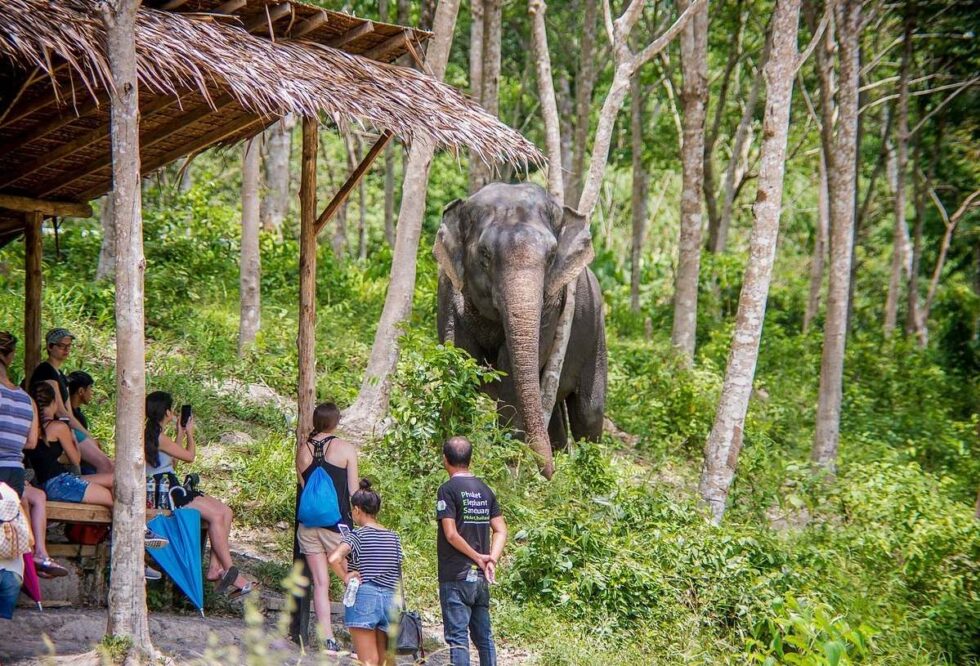 Phuket Elephant Sanctuary